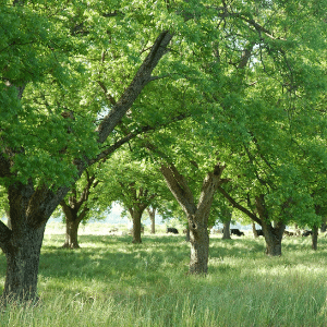 Pecan Orchards