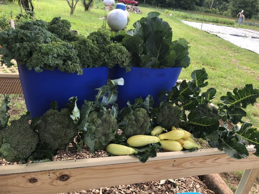 Harvest for community meals on the outdoor washing station