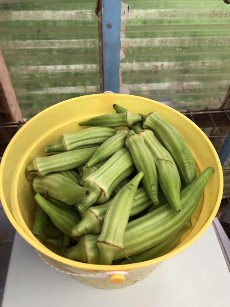 Okra harvest in a yellow bucket