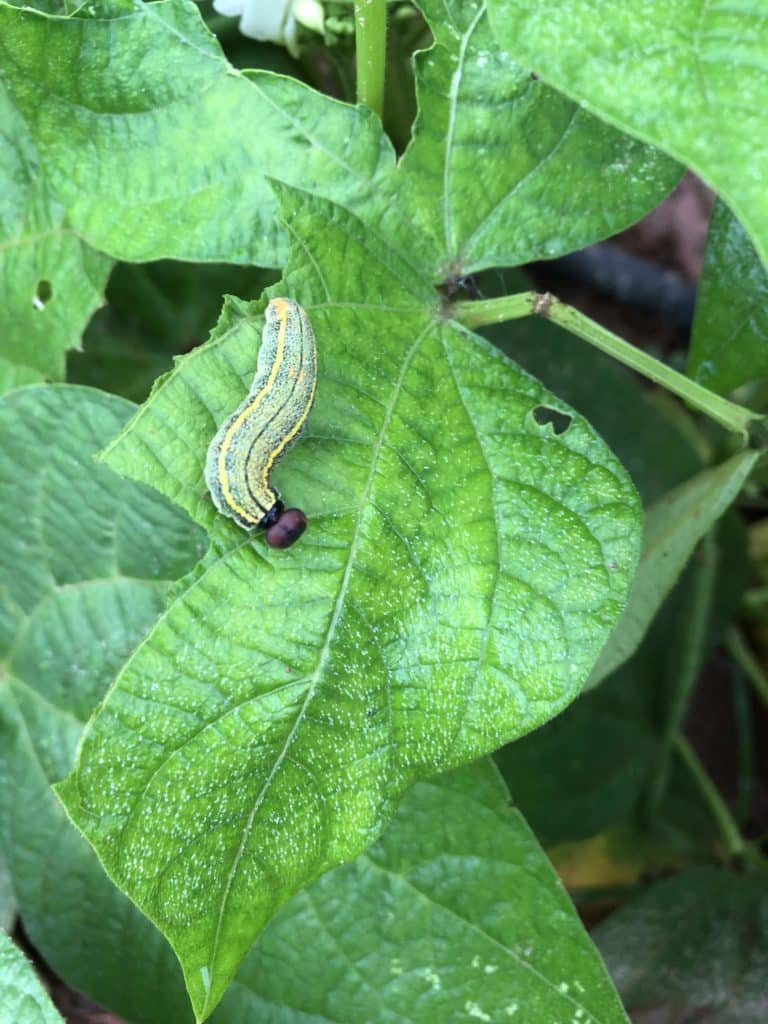 Pest worm on a large green leaf