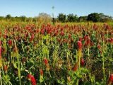 crimson clover in orchard