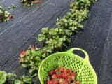 basket of strawberries in the garden